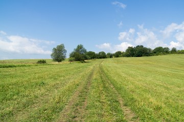 Fototapeta na wymiar Green grass on meadow. Slovakia
