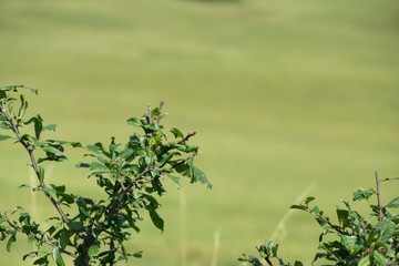 Trees in the park. Slovakia