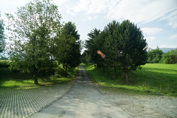 Trees in the park. Slovakia