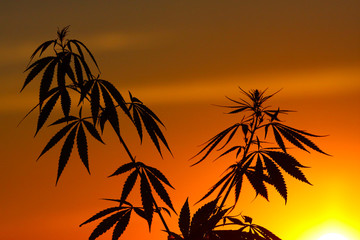 Fototapeta na wymiar Marijuana, cannabis plants before harvest in sunlight. Thematic photos of hemp. Outdoor cultivation silhouette plant. Warm shades of the setting sun