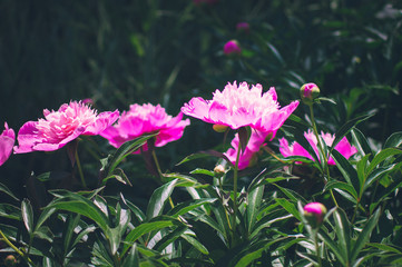 Pink flowers of a garden peony. Summer natural backdrop.