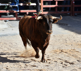 toro en españa con grandes cuernos