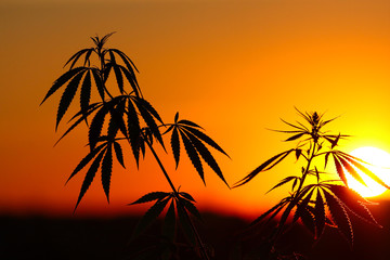 Fototapeta na wymiar Marijuana, cannabis plants before harvest in sunlight. Thematic photos of hemp. Outdoor cultivation silhouette plant. Warm shades of the setting sun