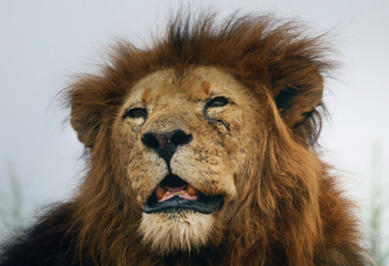 Lion head portrait