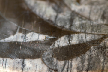 Ammonite. Fossil. Macrophotography. Detail.