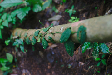 Verbindung der Natur