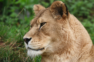 Obraz na płótnie Canvas Lion head portrait