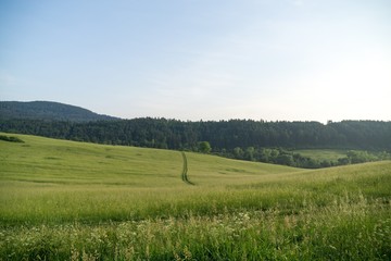 Grass on the meadow. Slovakia
