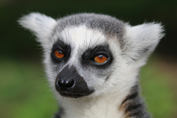Lemur head portrait