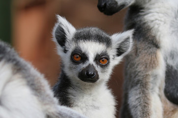 Family of Lemurs © UniquePhotoArts