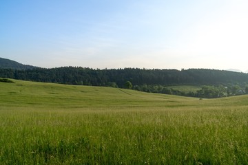 Fototapeta premium Grass on the meadow. Slovakia