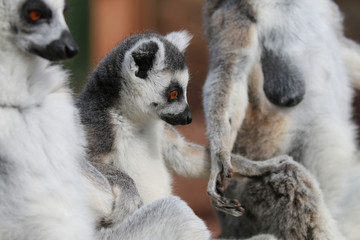 Family of Lemurs