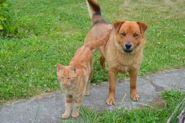 Animal friends waiting in the garden