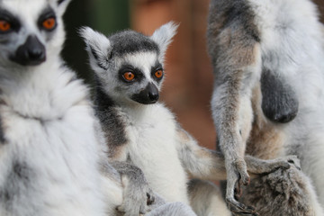 Family of Lemurs