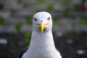 Seagull portrait