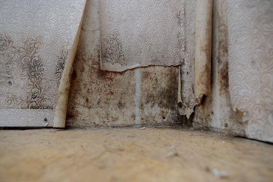 Water Damage Causing Mold Growth On The Interior Walls Of A Property