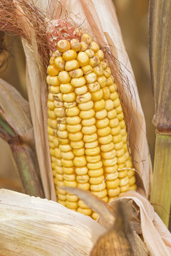 Closeup View of the Ears of Corn on the Stalks Ready for Harvest