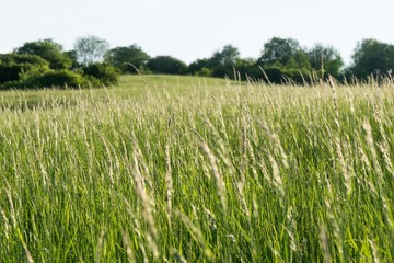 Grass on the meadow. Slovakia