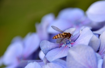 Tiny bee pollinating the Hydrangea blooms.