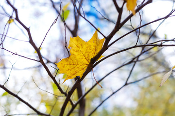 yellow leaf on the tree