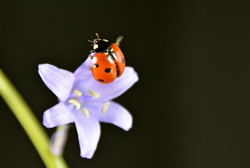 Lady bug climbing in the Bluebells.