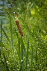 Cattail