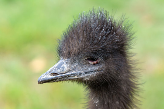 The head of an ostrich closeup on a blurred background.