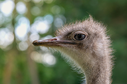 The head of an ostrich closeup on a blurred background.