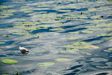 Glass bottle floats in water with Nymphaea