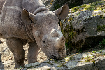 Fototapeta premium Młody wschodni nosorożec czarny (Diceros bicornis michaeli)