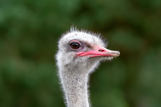 The head of an ostrich closeup on a green background.