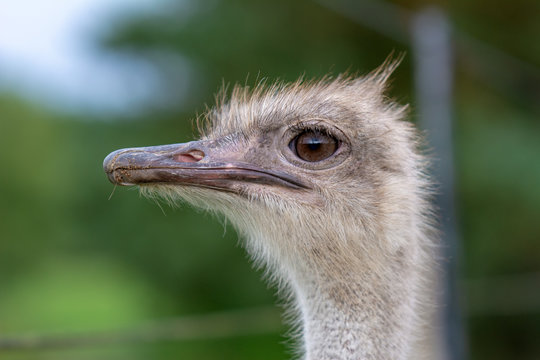 The head of an ostrich closeup on a blurred background. Side view.
