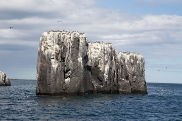 Fototapeta na wymiar Guillemots on a rock in the Farne Islands