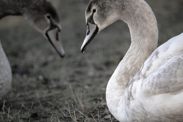 Schwan Liebe