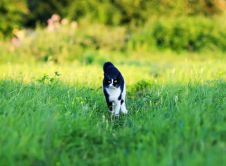 Naklejka na ściany i meble young beautiful cat is fun and fast running on green meadow in summer