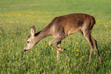 Roe deer in grass, Capreolus capreolus. Wild roe deer in spring nature.