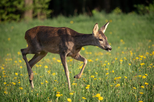 Roe deer in grass, Capreolus capreolus. Wild roe deer in spring nature.
