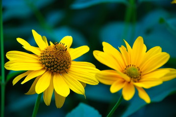 Yellow spring flowers on a flower bed. Yellow summer flowers. Yellow petals. Macro.