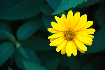 Yellow spring flowers on a flower bed. Yellow summer flowers. Yellow petals. Macro.