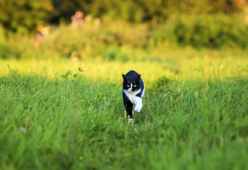 a young beautiful cat is cheerfully and quickly runs along a green juicy meadow on a sunny, clear spring day