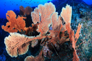A damaged coral seafan entangled by a fishing line and rope on a tropical reef