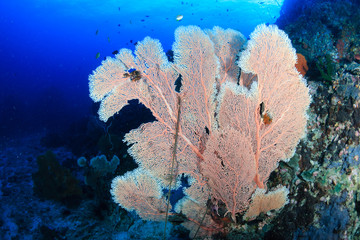 A damaged coral seafan entangled by a fishing line and rope on a tropical reef