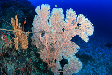 A damaged coral seafan entangled by a fishing line and rope on a tropical reef