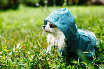 funny chihuahua dog posing in a raincoat outdoors by a puddle - 217782030