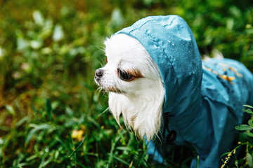 funny chihuahua dog posing in a raincoat outdoors by a puddle