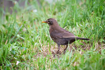 Common blackbird female (Turdus merula) searching for food