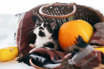 cute little kitty sitting in wicker basket with pumpkin, zucchini and herbs in evening light on wooden background. harvest and hello autumn concept. Happy Thanksgiving and Halloween