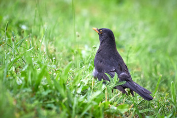 Common blackbird male (Turdus merula) searching for food
