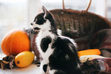 Adorable kitty with funny look playing at pumpkin and zucchini in cozy wicker basket in light on wooden background. harvest and hello autumn concept with space for text. Happy Thanksgiving