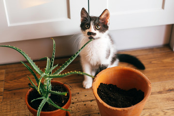 kitty with innocent eyes sitting at flipped pot and aloe vera indoors. care of plants. succulent on...
